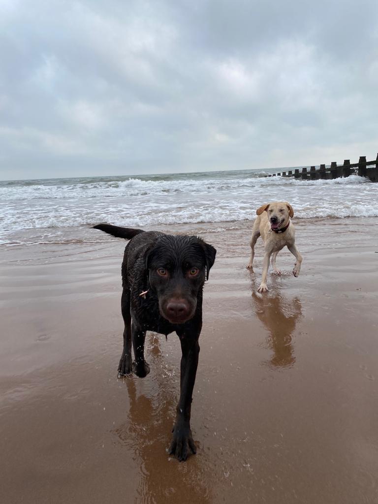 Two Labradors at the beach
