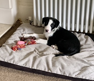 Border Collie on his bed