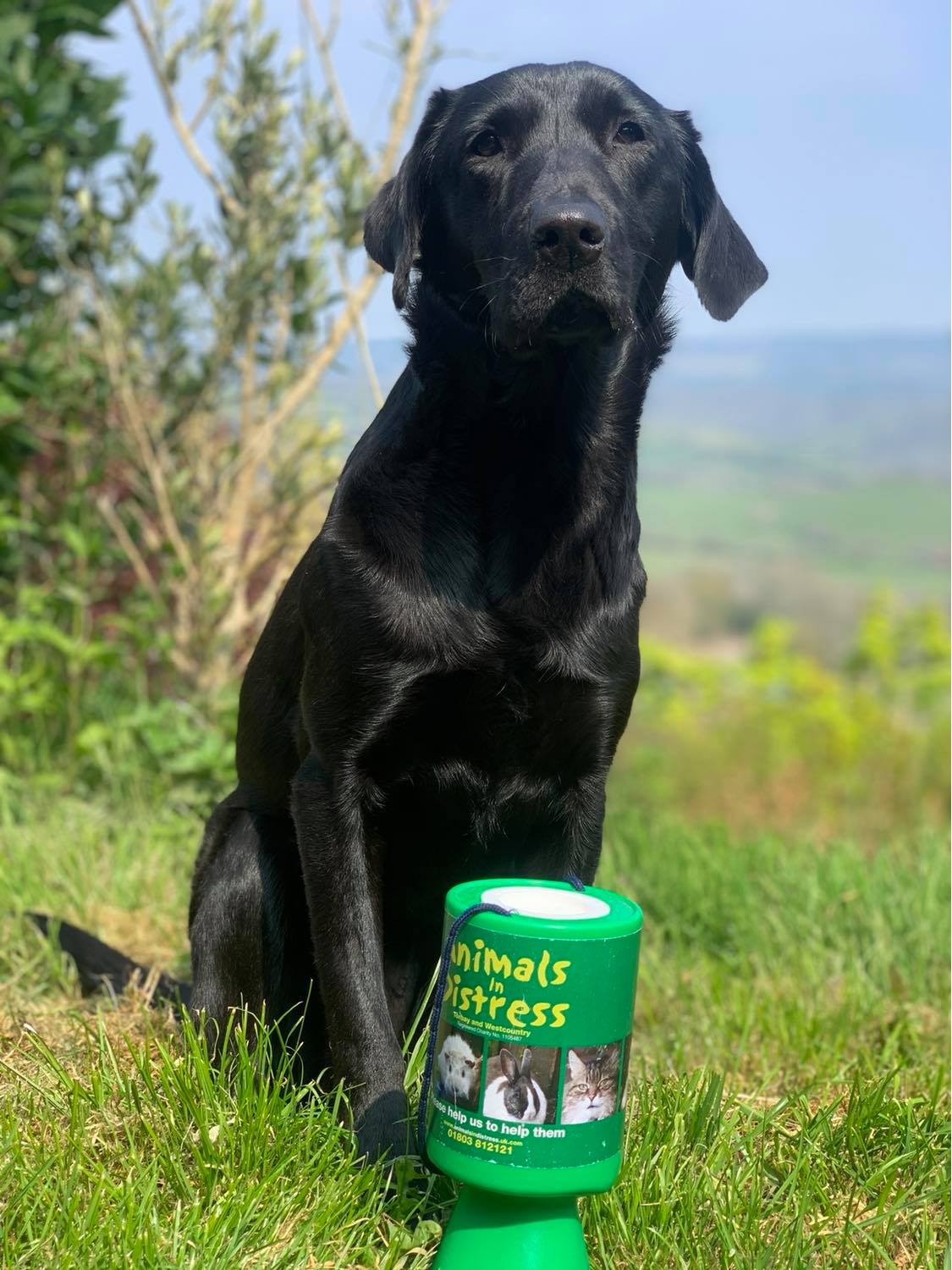 Black Labrador sat with charity collection tin