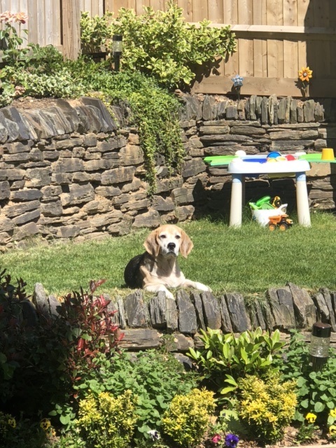 Beagle in the garden