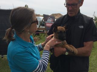 Meeting a police dog puppy at Devon County Show