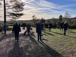 Group of dog walkers in the sunshine on the Pebblebed Heaths