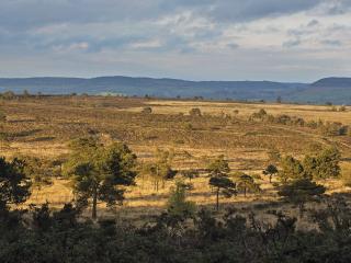 Landscape photo of the Pebblebed Heaths