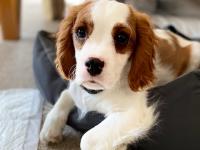 Brown and white Cavalier King Charles Spaniel