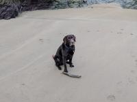 Hugo the Labrador at the beach