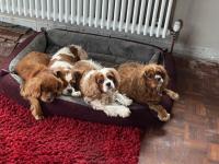 Four King Charles Cavalier spaniels sharing a bed.