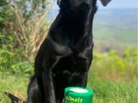 Black Labrador sat with charity collection tin