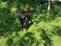 Black Labrador in the grass