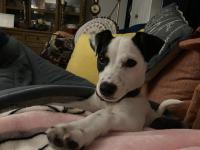 Pickle the Jack Russell