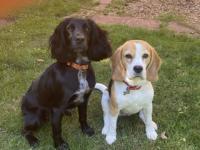 Spaniel and Beagle