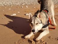 Male Tamaskan dog at the beach