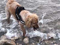 Cocker Spaniel playing in the water