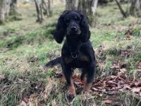 Spaniel in the woods