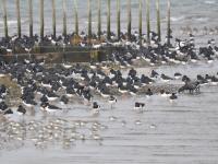 Lots of Oystercatcher, Knot and Brent Geese at Dawlish Warren