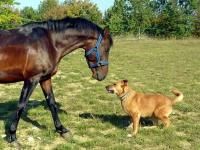 Horse and a dog nose to nose.