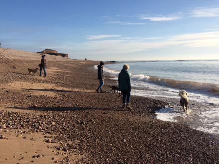 Dogs playing on Budleigh Beach
