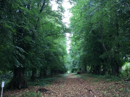 Woodland path on the Killerton Estate