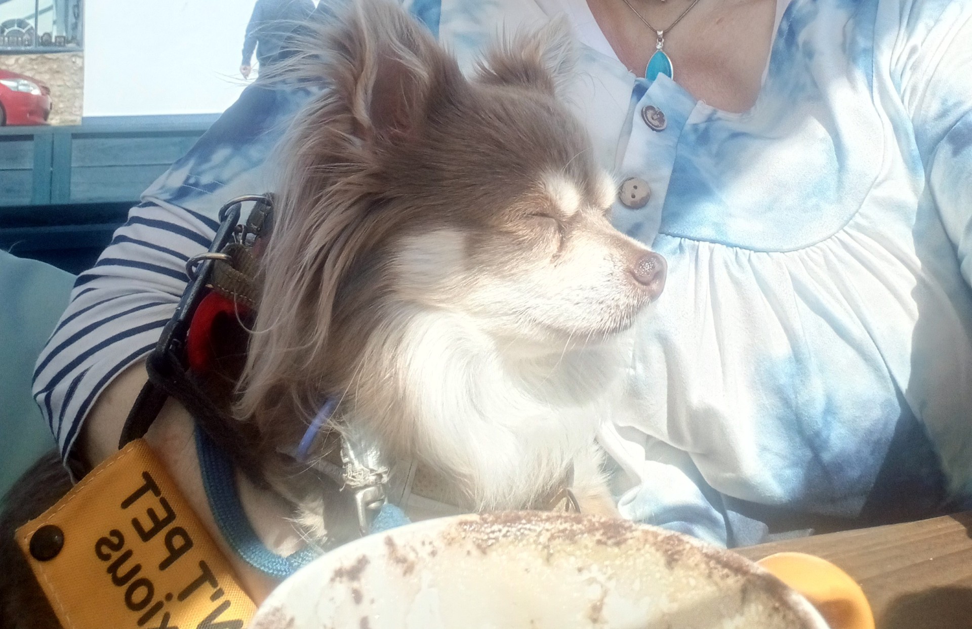 Small dogs enthusiast group