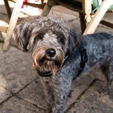 Schnoodle