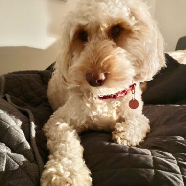 Cockapoo