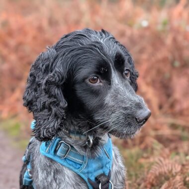 Cocker Spaniel