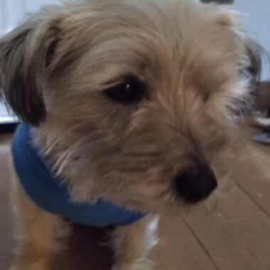 Mixed Breed