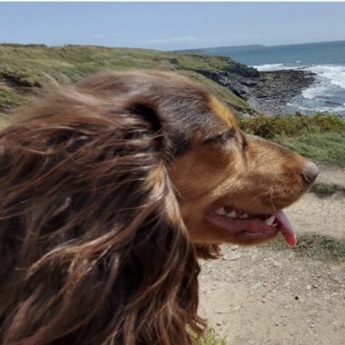 Working Cocker Spaniel