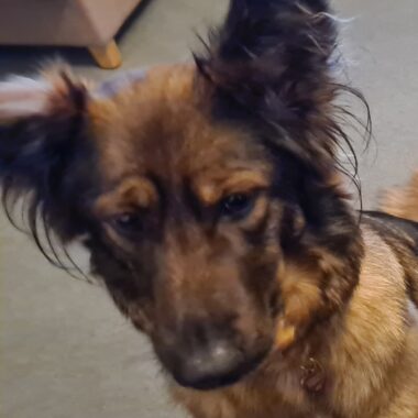 German Shepherd x Collie