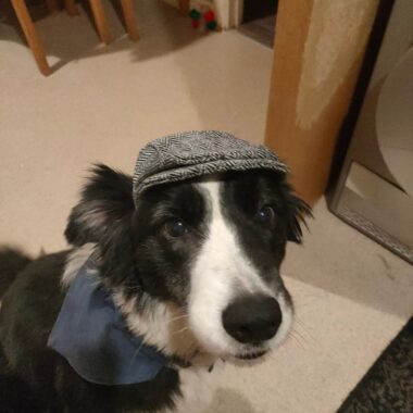Border Collie
