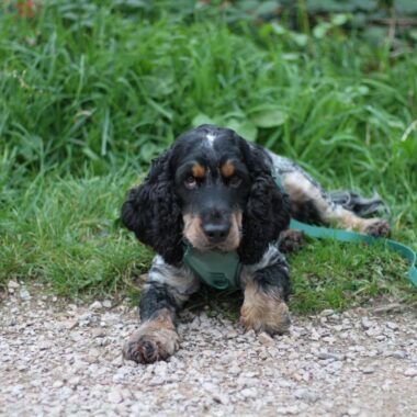 Cocker Spaniel