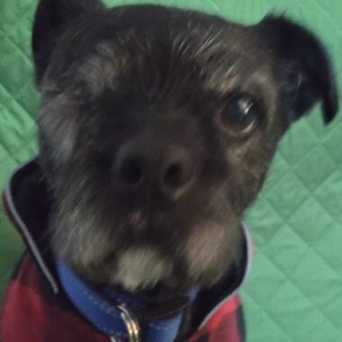 Jack Russel x Cairn Terrier