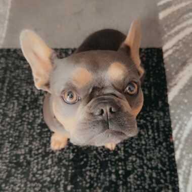 French Bulldog