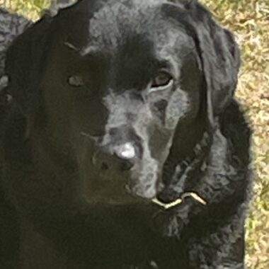 Black Labrador Retriever