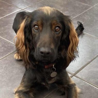 Working Cocker Spaniel