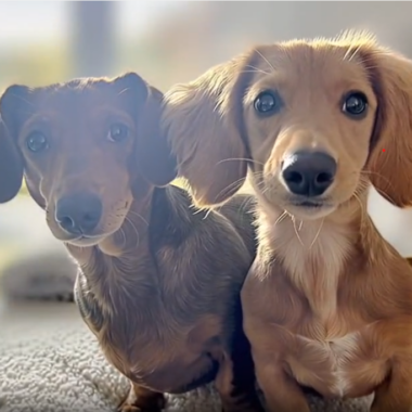 Miniature Dachshunds