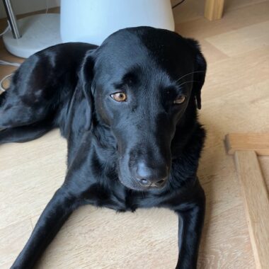 Black Labrador