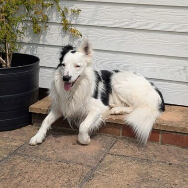 Rough Coated Boarder Collie