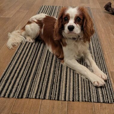 Cavalier King Charles Spaniel