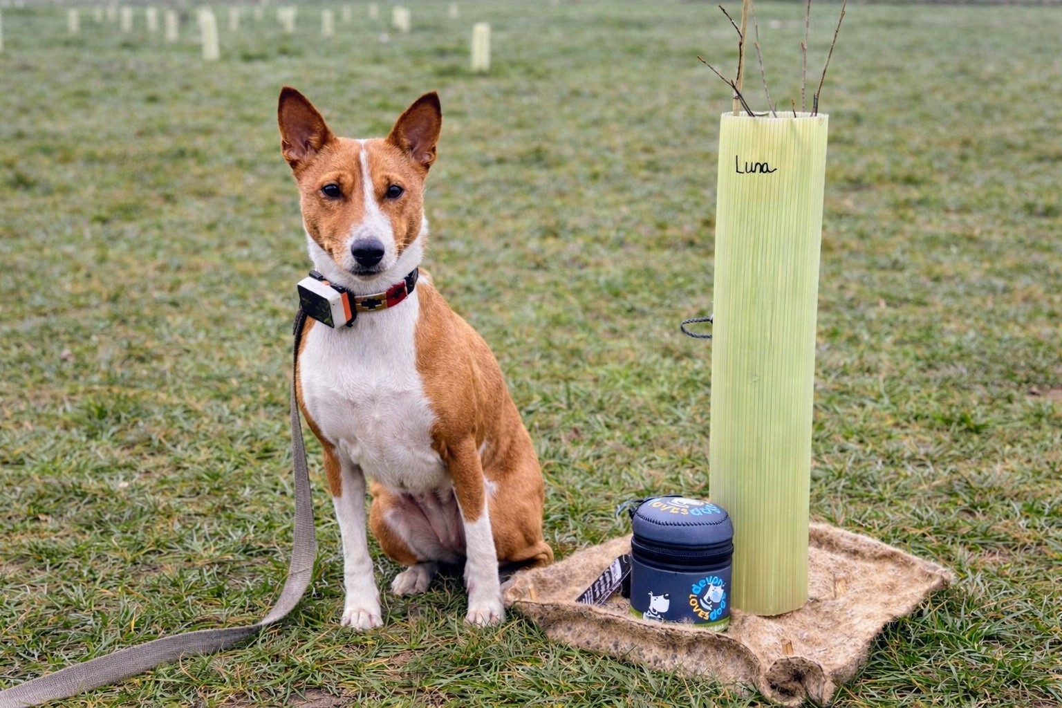 Luna Basenji sat with Dicky Bag and newly planted tree