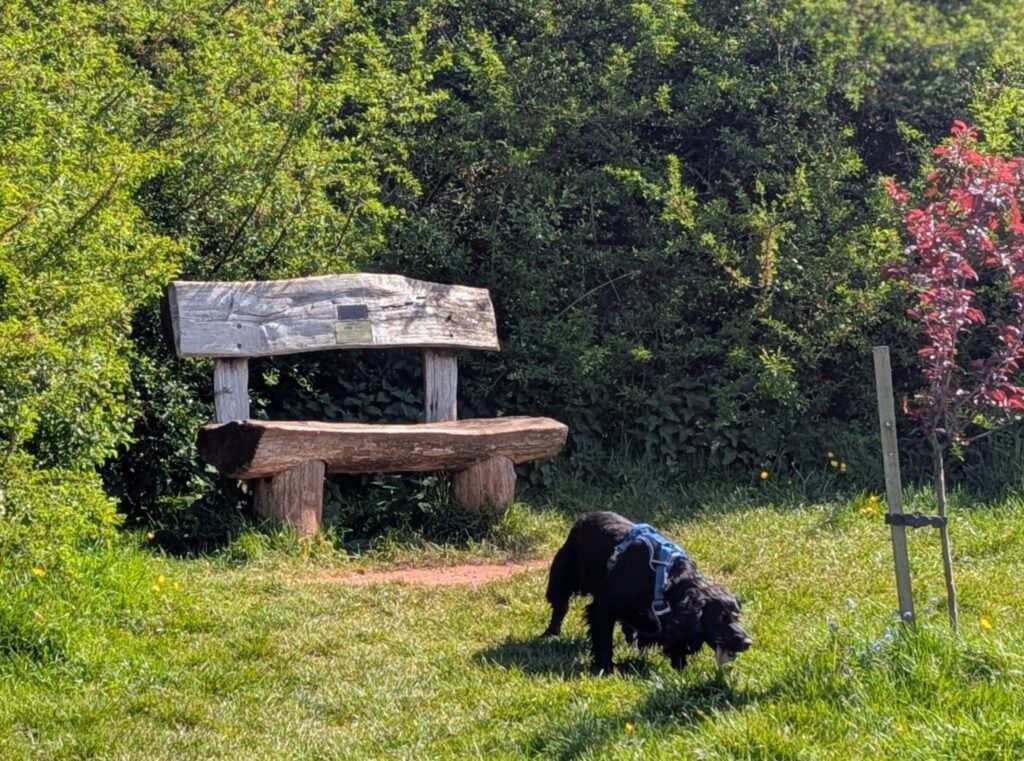 Peaceful bench with black spaniel