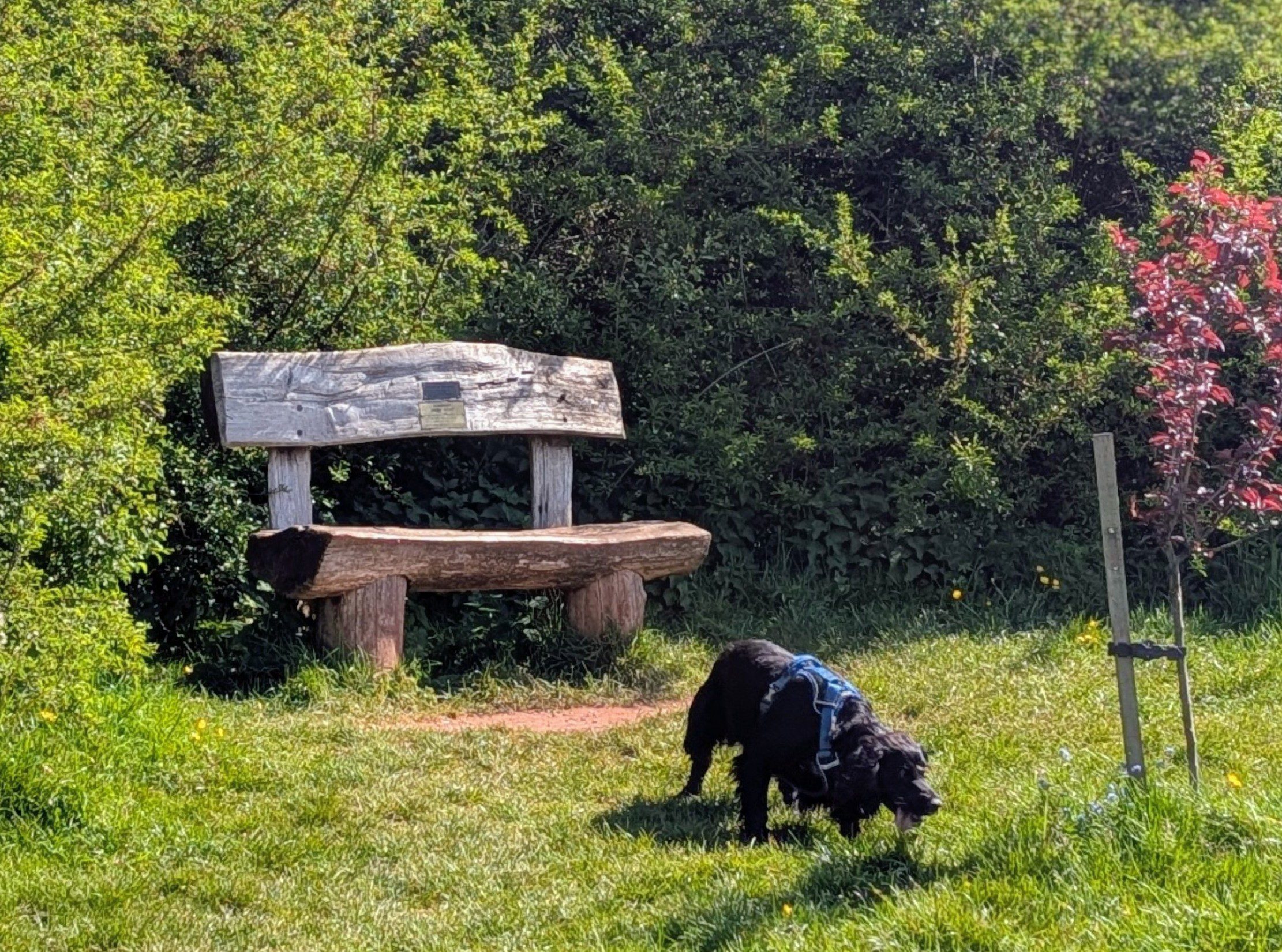 Peaceful bench with black spaniel