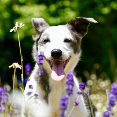 Black and white crossbreed