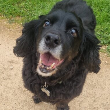 Black Cocker Spaniel