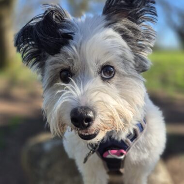 Black and white terrier cross breed