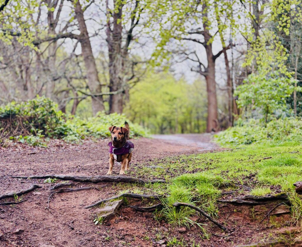 Brown terrier in woodlands
