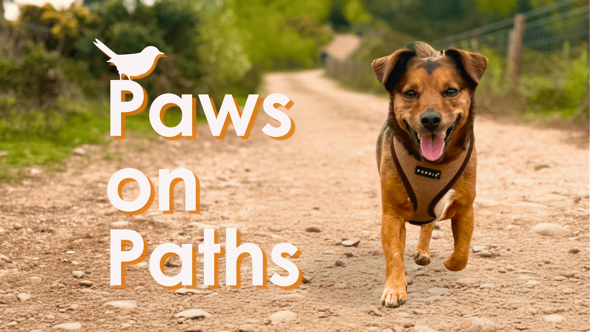 Paws on Paths