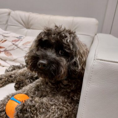 Brown Poodle cross