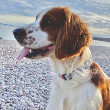 Welsh Springer Spaniel