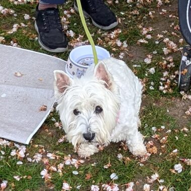 White Westie