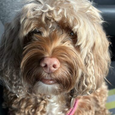 Brown Cockapoo